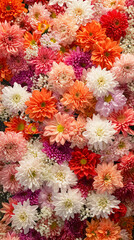 Multicolored flower wall background - 712252465