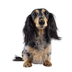 Cute smooth longhaired Dachshund dog aka teckel, standing facing front. Looking up towards camera. Isolated cutout on a trabsparent background.