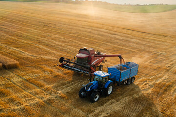 Combine reaper pours wheat grains into tractor trailer in empty field aerial view. Agricultural...