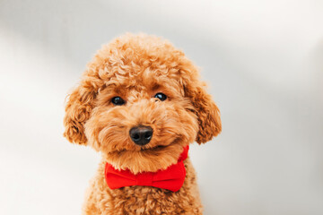 A small beautiful red poodle in a red bow tie on a gray background close-up. Background for Valentine's day. Front view