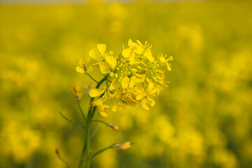 Close-up Focus A Beautiful  Blooming  Yellow rapeseed flower with blurry background