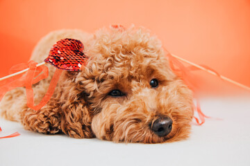 A small beautiful red poodle lies with a red heart on a gray-red background close-up. Background...