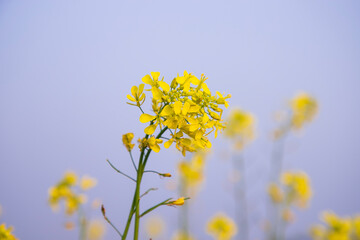 Close-up Focus A Beautiful  Blooming  Yellow rapeseed flower with Blue sky  Blurry Background