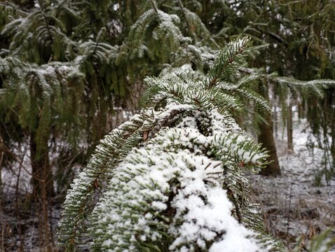 The texture of the branches of a Christmas tree covered with snow. Green conifer thorns in winter. - Powered by Adobe