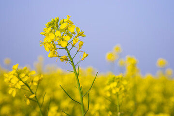 Fototapeta premium Close-up Focus A Beautiful Blooming Yellow rapeseed flower with Blue sky Blurry Background