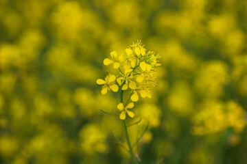 Obraz premium Close-up Focus A Beautiful Blooming Yellow rapeseed flower with blurry background
