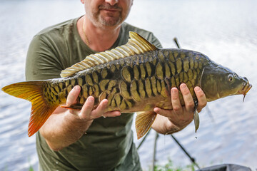 Carpfishing session at the Lake.lucky fisherman holding a giant common carp.Angler with a big carp...