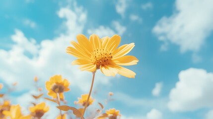 Heavenly Palette Photograph the yellow flower against a sky filled with soft clouds, creating a dreamy and ethereal atmosphere. Emphasize the calming effect of nature's palette