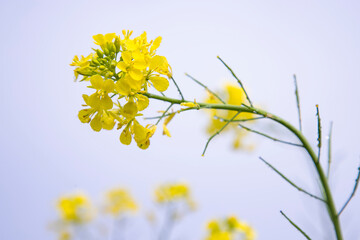 Close-up Focus A Beautiful  Blooming  Yellow rapeseed flower with Blue sky  Blurry Background