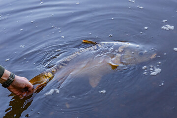 Carpfishing session at the Lake.Large carp fish being released back into the lake water after being...