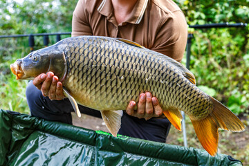 Carpfishing session at the Lake.lucky fisherman holding a giant common carp.Angler with a big carp...