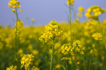 Obraz premium Close-up Focus A Beautiful Blooming Yellow rapeseed flower with blurry background