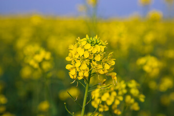 Obraz premium Close-up Focus A Beautiful Blooming Yellow rapeseed flower with blurry background
