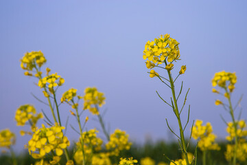 Fototapeta premium Close-up Focus A Beautiful Blooming Yellow rapeseed flower with Blue sky Blurry Background