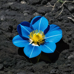 Flor azul blanca y amarilla plantada en tierra