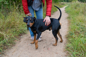 Female owner strokes her German pinscher dog on a walk in the park