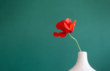 red poppies in vase on green background