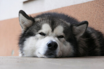 A dog of the Malamute breed lies resting. Close-up of a dog's muzzle