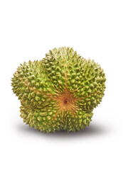Tropical fruit, King of fruits Black Thorn Durian in isolated white background