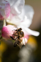 Gentle apple blossom. Blossom in spring. White and pink flowers on a tree. Sunlight for spring bloom. A bee pollinates a flower