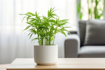 Bamboo plant pot on living room table