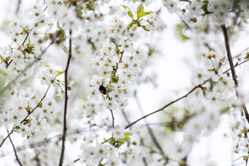 Blooming cherry tree. White cherry blossom. Gentle cherry blossom. Blossom in spring. White flowers on a tree. Sunlight for spring bloom
