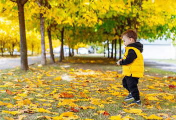 Little Boy in Yellow Jacket Standing in Leaves. A little boy wearing a yellow jacket standing amidst a pile of colorful autumn leaves.