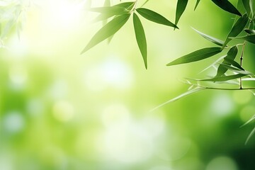 Fototapeta na wymiar Blurred bamboo leaves background in sunlight Japanese spring garden panorama