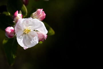 Fototapeta na wymiar Gentle apple blossom. Blossom in spring. White and pink flowers on a tree. Sunlight for spring bloom on a dark background