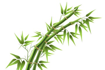 Obraz premium Bamboo branches isolated on white