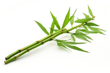 Bamboo isolated and green