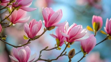 Foto op Canvas Magnolia blossoms indicate the arrival of spring © Lubos Chlubny