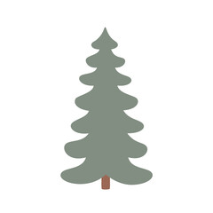 Evergreen coniferous tree spruce. Isolated forest pine tree.