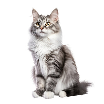 American Curl on transparent background