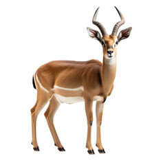 An Antelope on transparent background