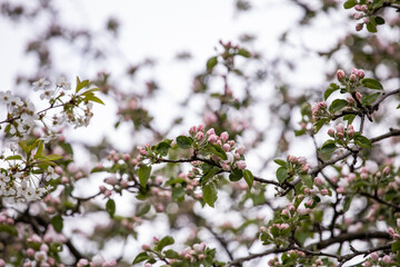 Gentle apple blossom. Blossom in spring. White and pink flowers on a tree. Blooming tree