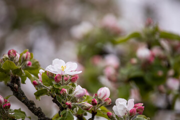 Gentle apple blossom. Blossom in spring. White and pink flowers on a tree. Blooming tree. Floral background