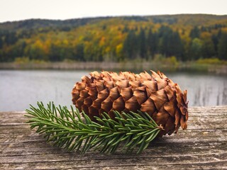 pine cones on the ground