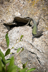 a small green lizard on a stone wall crawled out of its hole to bask in the sun