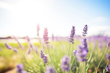 Naklejka premium lavender fields thriving under bright sunlight