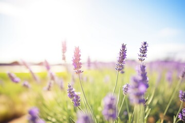 lavender fields thriving under bright sunlight