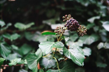 close up of an ivy fruit