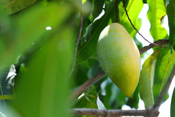 Mangoes are about to ripen on the mango tree.