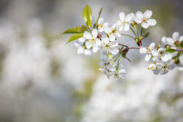 Gentle cherry blossom. Blossom in spring. White flowers on a tree. Sunlight for spring bloom. Floral background