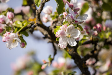 Gentle apple blossom. Blossom in spring. White and pink flowers on a tree. Sunlight for spring bloom