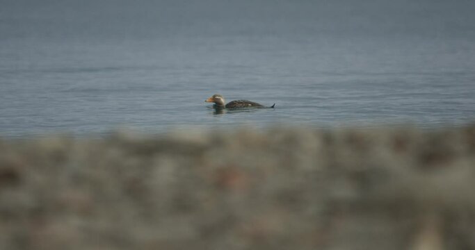 lonely duck swimming in a calm lake