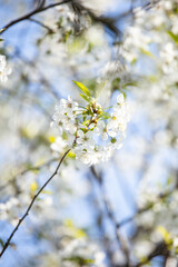 Blooming cherry tree. White cherry blossom. Gentle cherry blossom. Blossom in spring. White flowers on a tree. Sunlight for spring bloom. Floral background