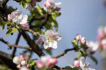 Gentle apple blossom. Blossom in spring. White and pink flowers on a tree. Sunlight for spring bloom