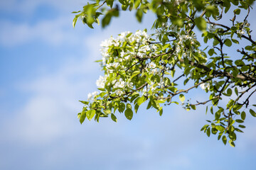 Pear blossoms. Green leaves against blue sky. Flowering pear. Blossom in spring.
