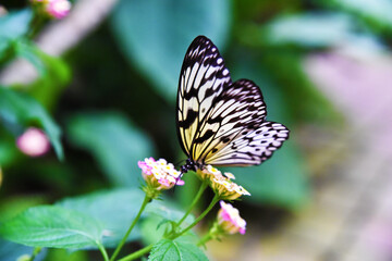 Farfalla